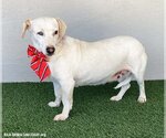 Small Photo #3 Dachshund-Labrador Retriever Mix Puppy For Sale in San Diego, CA, USA