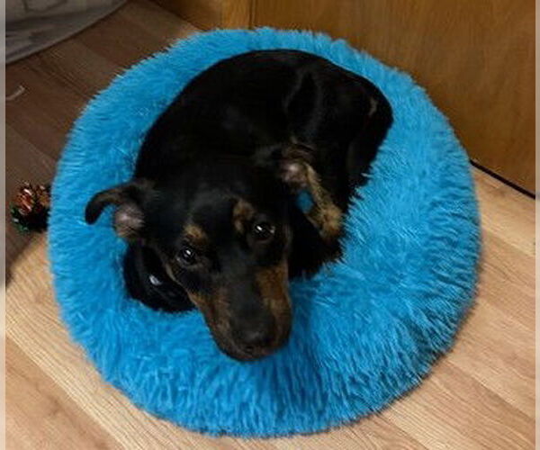 Medium Photo #6 Labrador Retriever-Unknown Mix Puppy For Sale in Princeton, MN, USA