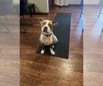 Small American Pit Bull Terrier Mix
