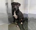Small American Staffordshire Terrier Mix