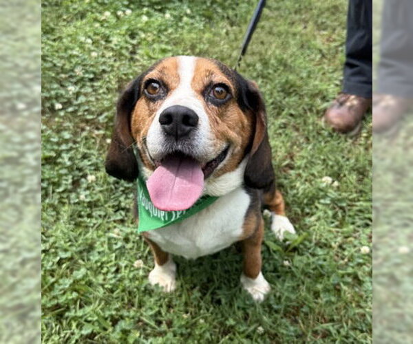 Medium Photo #1 Beagle-Unknown Mix Puppy For Sale in Warrenton, VA, USA