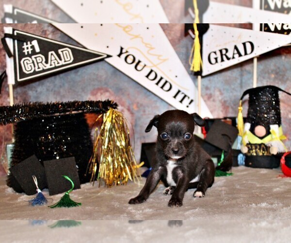 Medium Photo #82 Chihuahua Puppy For Sale in CHARLESTON, AR, USA