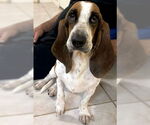 Small #2 Basset Hound