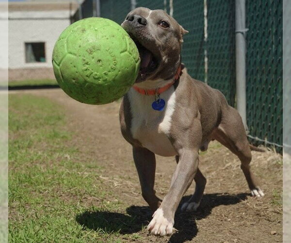 Medium Photo #2 Mutt Puppy For Sale in Springfield, MA, USA