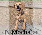 Mocha - Female Labrador Retriever-Unknown Mix Dog for Adoption - Small photo