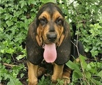 Small #3 Bloodhound