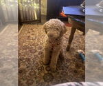 Small #2 Poodle (Miniature)