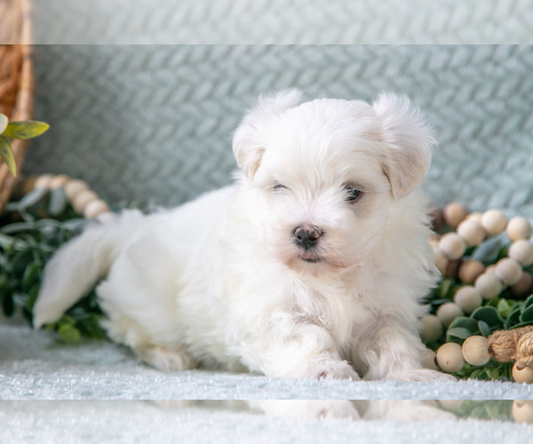 Medium Photo #4 Maltese Puppy For Sale in HOLMESVILLE, OH, USA