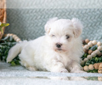 Small #3 Maltese
