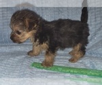 Small Photo #160 Yorkshire Terrier Puppy For Sale in AKRON, OH, USA