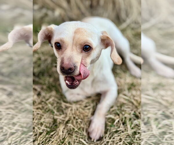 Medium Photo #2 Chiweenie Puppy For Sale in Omaha, NE, USA