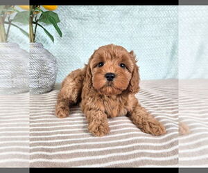 Cavapoo (Standard) Puppy for sale in GREENFIELD, IN, USA