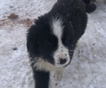 Small Photo #5 Great Pyrenees-Newfoundland Mix Puppy For Sale in BREWSTER, WA, USA
