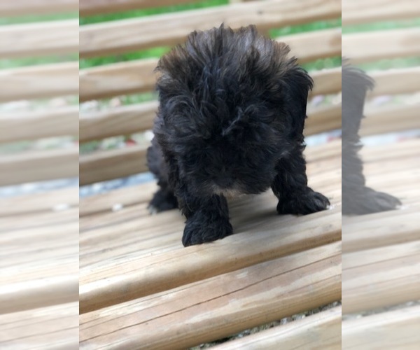 Medium Photo #7 Maltese-Poodle (Toy) Mix Puppy For Sale in SPENCER, TN, USA