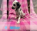 Puppy Miller Dalmatian