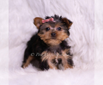 Small Photo #99 Yorkshire Terrier Puppy For Sale in WARSAW, IN, USA