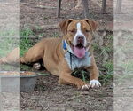 Small Boxer Mix