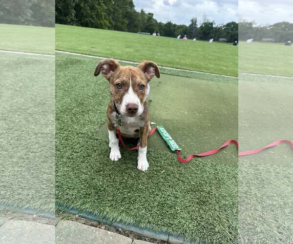 Medium Photo #8 Mutt Puppy For Sale in Greenville, SC, USA