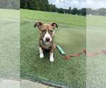 Small #7 Mutt