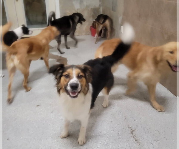 Medium Photo #3 English Shepherd-Unknown Mix Puppy For Sale in Highland, IL, USA