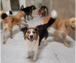 Small #2 English Shepherd Mix