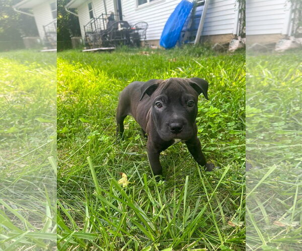 Medium Photo #4 American Pit Bull Terrier-Unknown Mix Puppy For Sale in Germantown, OH, USA