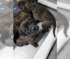 Mastiff Puppy for Sale in VANDALIA, Illinois USA