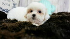 Small Photo #10 Mal-Shi Puppy For Sale in FULLERTON, CA, USA