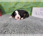 Small Photo #4 Bernese Mountain Dog Puppy For Sale in BLACK FOREST, CO, USA