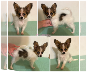 Papillon Puppy for sale in MINNEAPOLIS, MN, USA
