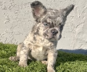 French Bulldog Puppy for sale in DETROIT, MI, USA