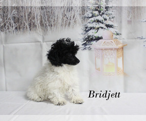 Poodle (Toy) Puppy for sale in CHANUTE, KS, USA