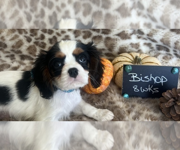 Medium Photo #6 Cavalier King Charles Spaniel Puppy For Sale in ABILENE, TX, USA