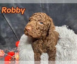 Goldendoodle Puppy for sale in VISALIA, CA, USA