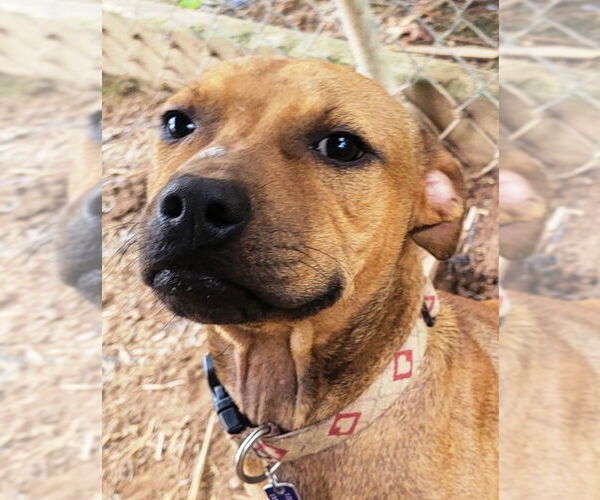 Medium Photo #1 American Pit Bull Terrier-Unknown Mix Puppy For Sale in Fairfax, VA, USA