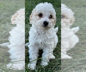 Medium Miniature Bernedoodle