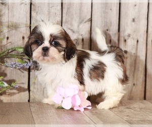 Shih Tzu Puppy for sale in MOUNT VERNON, OH, USA