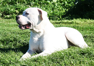 Dogo Argentino Puppy for sale in BRUCE, WI, USA