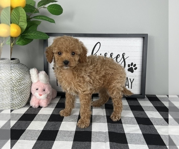Medium Photo #5 Cavapoo Puppy For Sale in FRANKLIN, IN, USA