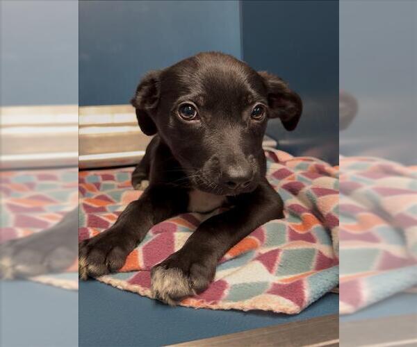 Medium Photo #1 Labrador Retriever-Unknown Mix Puppy For Sale in Conroe, TX, USA