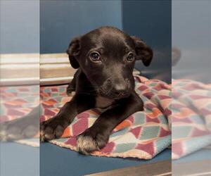 Labrador Retriever-Unknown Mix Dogs for adoption in Conroe, TX, USA