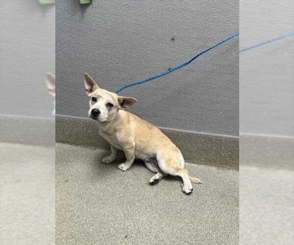 Medium Photo #1 Chihuahua-Unknown Mix Puppy For Sale in Las Vegas, NV, USA