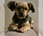 Small #5 Mutt