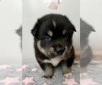 Small Photo #27 Pomsky-Shiba Inu Mix Puppy For Sale in NASHUA, NH, USA