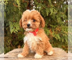Cavapoo Puppy for sale in MIDDLEBURY, IN, USA