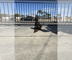 Father of the Doberman Pinscher puppies born on 07/31/2026