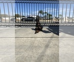 Small Photo #1 Doberman Pinscher Puppy For Sale in HIGHLAND, CA, USA