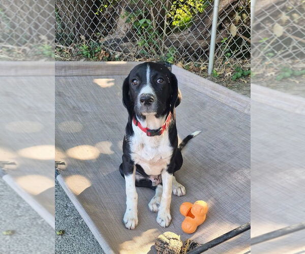 Medium Photo #5 English Springer Spaniel-Pointer Mix Puppy For Sale in Aurora, IN, USA