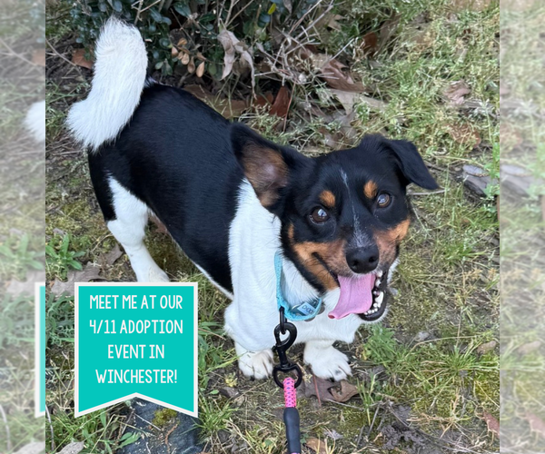 Medium Photo #1 Mutt Puppy For Sale in Boston, MA, USA