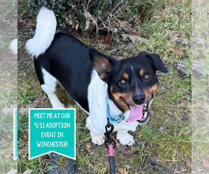 Mutt Dogs for adoption in Boston, MA, USA